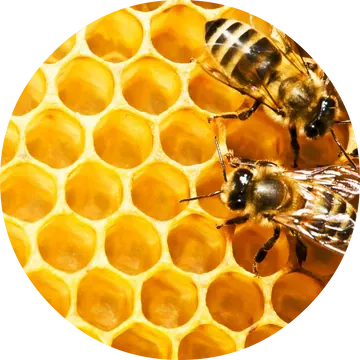 Honeycomb Absolute - Living Libations