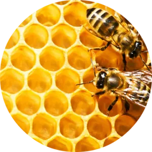 Honeycomb Absolute - Living Libations