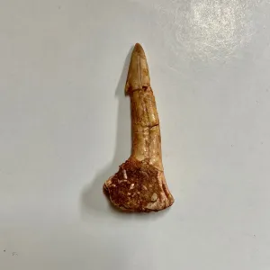 Sawfish Rostral Tooth