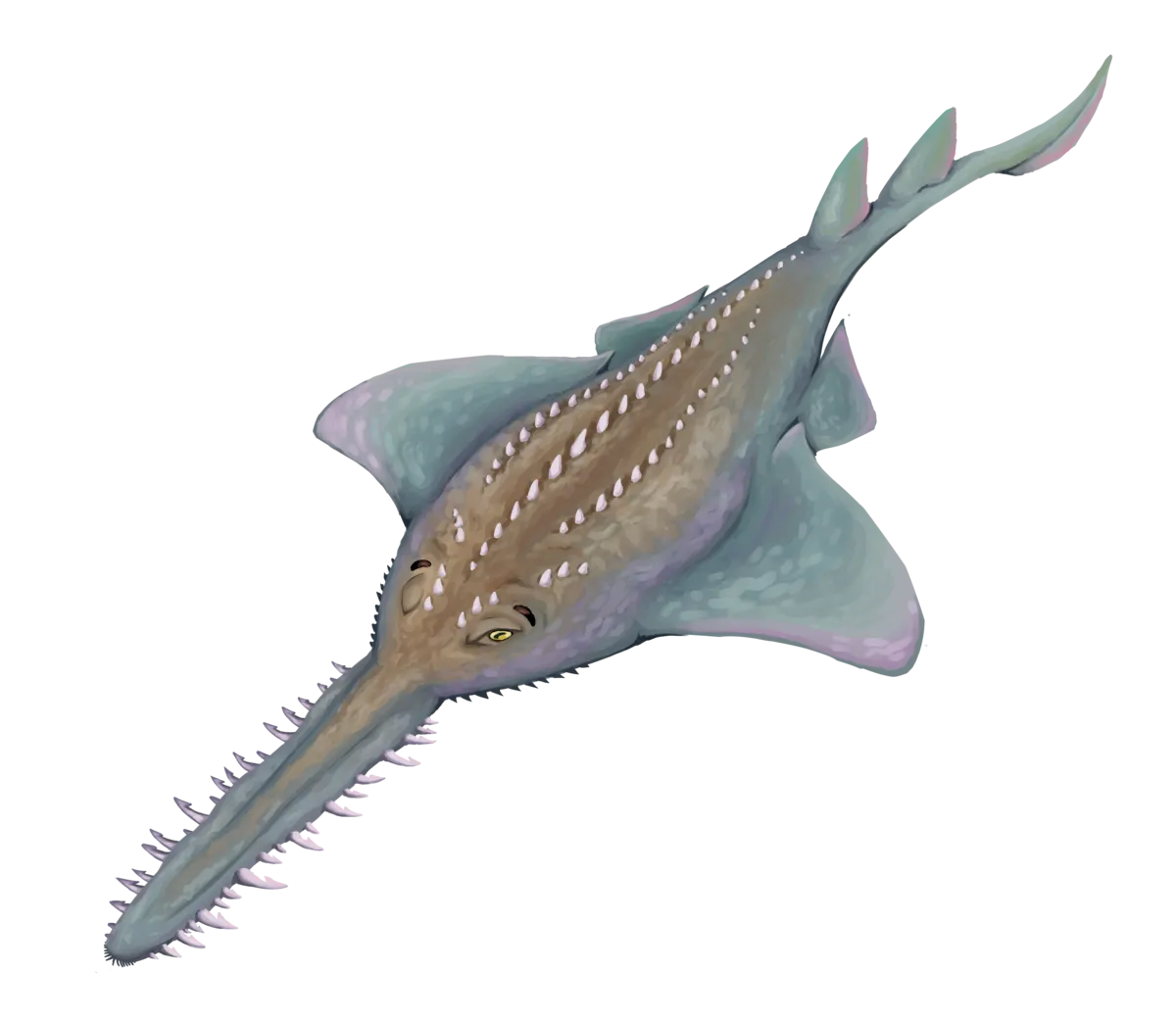 Sawfish Rostral Tooth